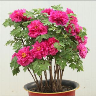 CỦ HOA MẪU ĐƠN ĐÃ CÓ MẦM (4 MÀU)