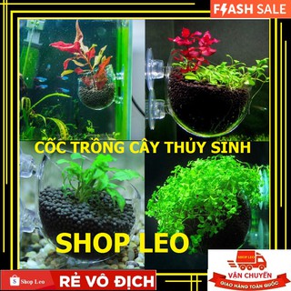 Cốc trồng cây bằng thủy tinh cho hồ thủy sinh
