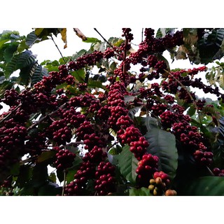 500g cà phê hạt rang mộc Xuân Dương