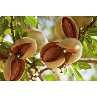 HẠNH NHÂN RANG BƠ MỸ 500G