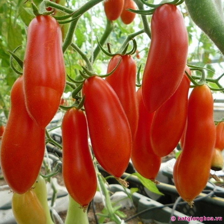 Hạt_Giống_Cà_Chua_Ngón_Tay 50 hạt