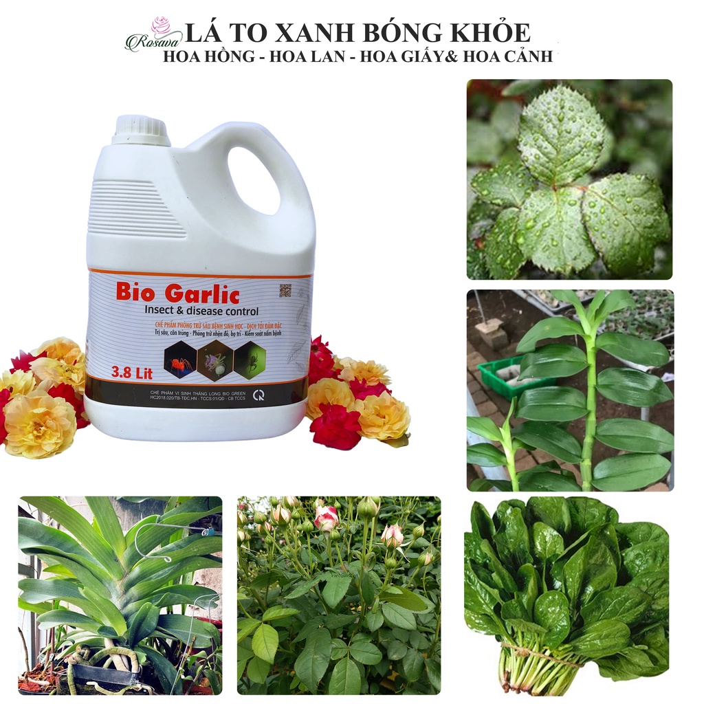 Chế phẩm sinh học tỏi Rosava can 4L rẻ, sạch côn trùng, nhện đỏ, sâu, rệp rầy, bọ trĩ trên hoa hồng, lan và cây cảnh