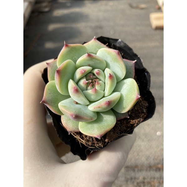 ⚡ [Ảnh thật] ❤ [FreeShip]