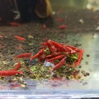 Thức ăn chuyên cho tép BENICHI