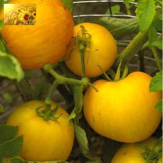 Hạt Giống Cà Chua Vàng Qủa To (30 Hạt)