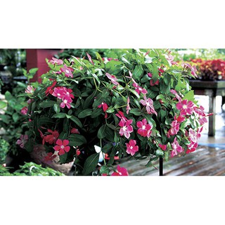HẠT GIỐNG HOA DỪA CẠN RŨ