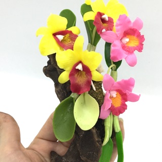 Mua Hoa phong lan mini đất sét Thái