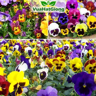 Hạt Giống Hoa Păng Xê Mix Đủ Màu