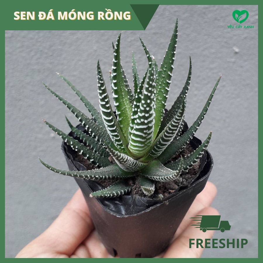 Cây Sen Đá Móng Rồng