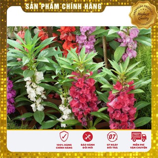 Hạt Giống Hoa Móng tay Kép 50 hạt