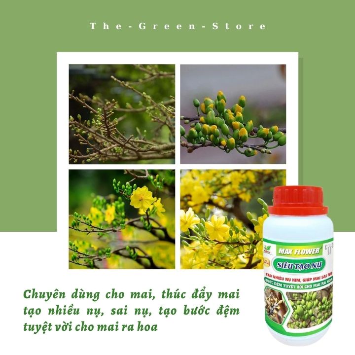 Phân bón Siêu tạo nụ mai vàng Max Flower , kích ra nhiều nụ, dưỡng nụ hoa