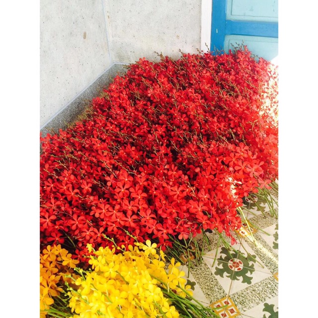 Lan giống mokara, màu đỏ - cây tơ thẳng đẹp