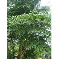 CÂY GIỐNG NÚC NÁC RỪNG