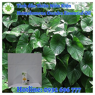 Tinh Dầu Thiên Niên Kiện Homalomena Occulta Essential Oil - 50ml/100ml