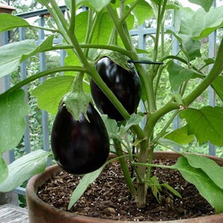 50H - HẠT GIỐNG CÀ TÍM QUẢ LÊ