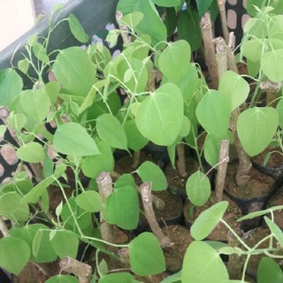 3 cây giống bò khai