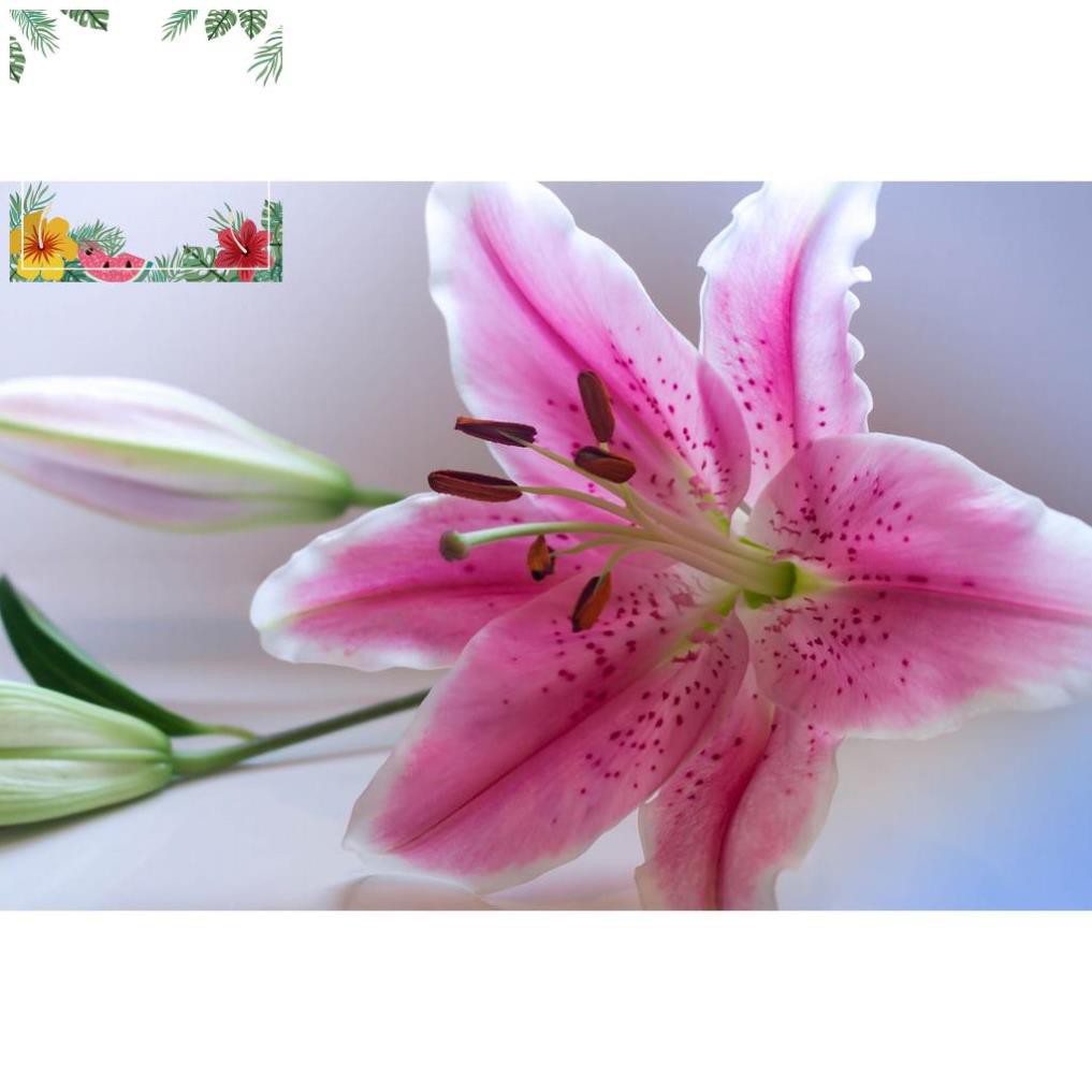 Combo 2 Củ hoa lily sản phẩm đã kích mầm dễ chăm nhanh hoa - tặng củ hoa ngẫu nhiên ! o.Ô >< .