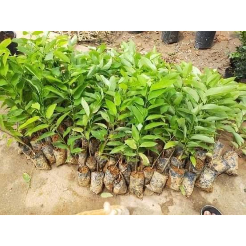 CÂY NA DAI THÁI , NA DỨA 1 năm cho quả 600g-900g/quả CÂY GIỐNG ẢNH THẬT