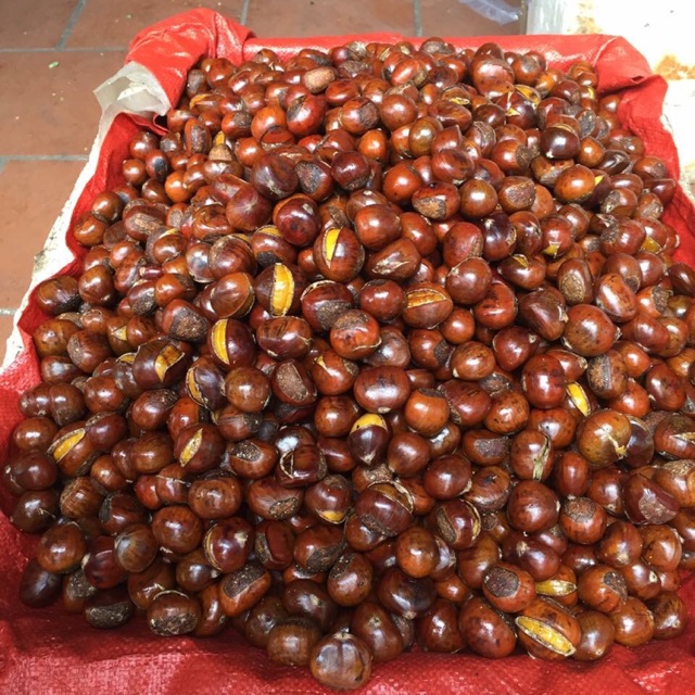 Hạt dẻ Trùng Khánh