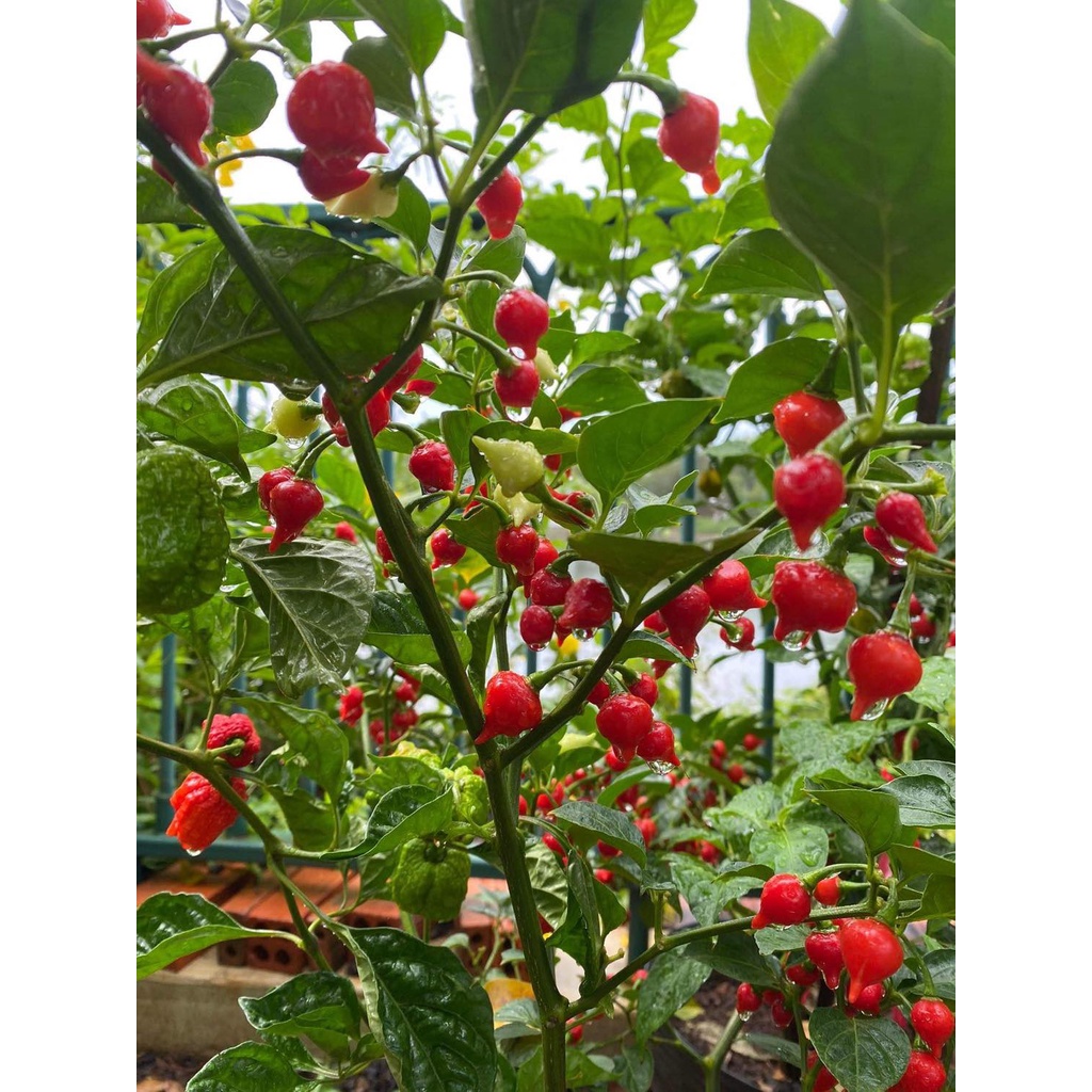 Combo 8Trái Ớt tươi Biquinho Red