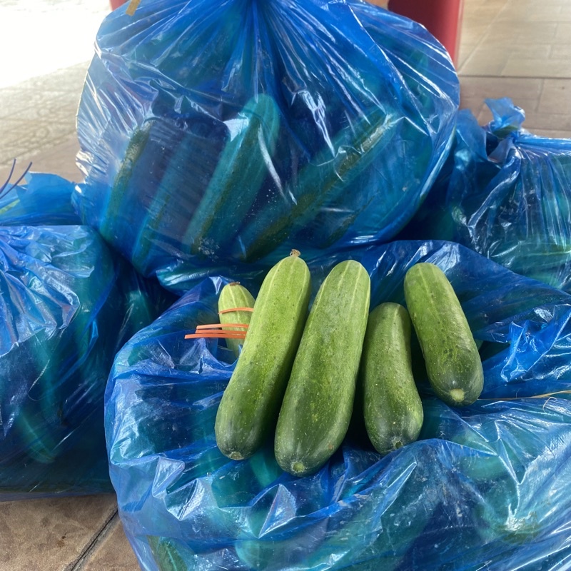 20KG DƯA LEO