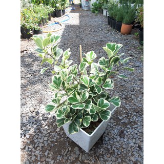 Chậu cấy đa tam phúc, cây si thái, cây đa cẩm thạch đã có chậu (chỉ giao hỏa tốc HCM)