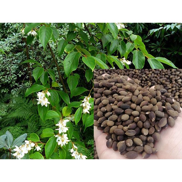 Hạt Giống Cây Bồ Đề (Cánh Kiến Trắng) - 30 hạt - STHG2