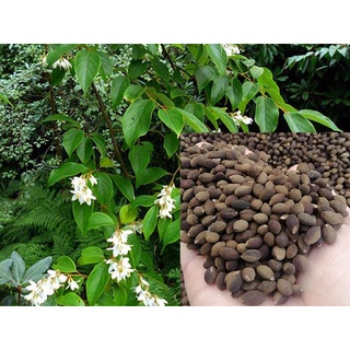 Hạt giống cây bồ đề - 30 hạt