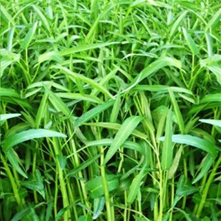 Hạt giống rau muống lá tre 50 gram