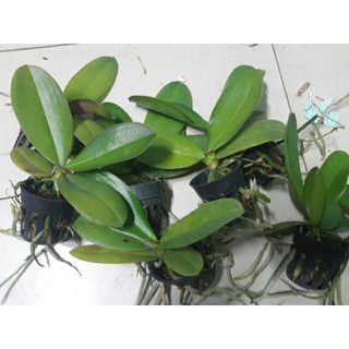 Hồ điệp giống đủ màu