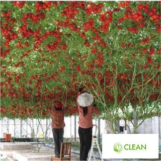 Hạt giống cà chua bạch tuột