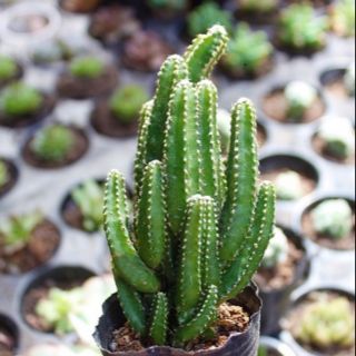 1 chậu nhựa mỏng xương rồng thanh sơn