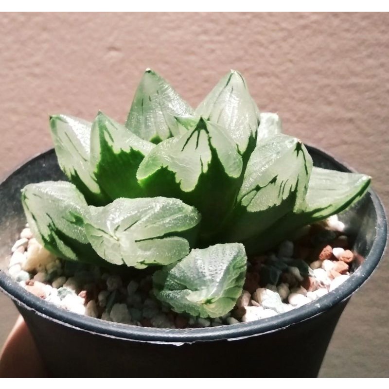 Sale 55%-Sen Đá Haworthia Ice City- Guốc Ngọc Xanh Xước.