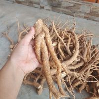 Rễ Đinh Lăng Tươi 1kg ( Rễ Rời Thượng Hạng)