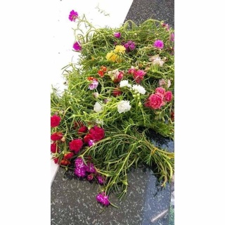 Mười giờ Thái kép mix nhiều màu ( 27màu )