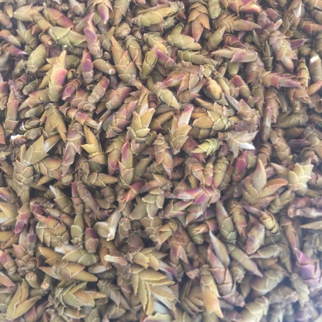 Trà Đuôi Rồng -250g