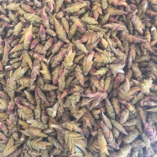 Trà Đuôi Rồng -250g