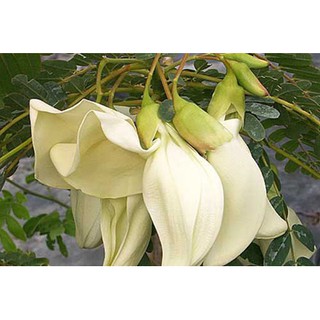 Hạt Giống So Đũa (RD102) Gói 2gr