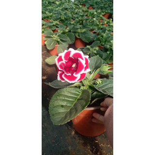 Chậu cây hoa Tử La Lan - Hoa Chuông Tình Yêu - giao cây đang hoa hoặc đang nụ kèm chậu nhựa