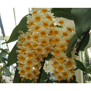 LAN KIỀU VÀNG GHÉP CHẬU