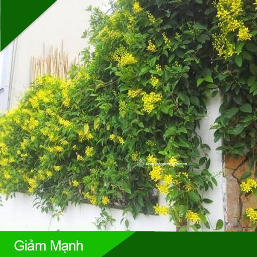(Giảm Mạnh) Cây hoa mai hoàng yến thân leo hoa vàng nở hoa quanh năm (ảnh thật số 2)