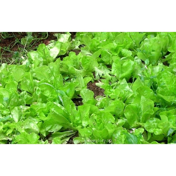 Hạt Giống Rau Xà Lách Chịu Nhiệt Giòn Ngọt - Gói 5gram KNS2316