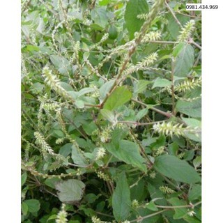 1 kg cây cỏ xước