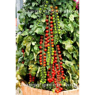 Hạt giống cà chua chuỗi ngọc