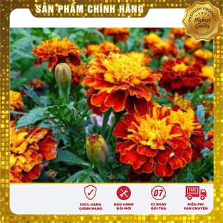 Hạt Giống Hoa Cúc Vạn Thọ Pháp Mix (50 hạt )