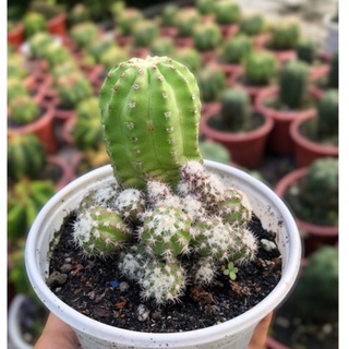 xương rồng echino