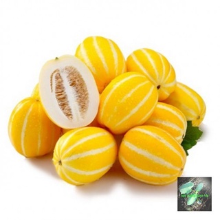 [Seeds] Hạt giống dưa lê Hàn quốc lai f1 Rado, đóng gói 5 hạt