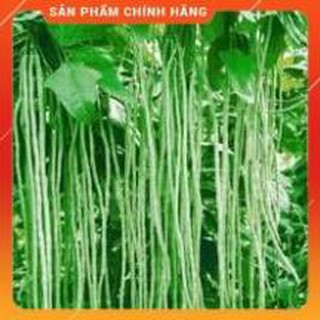 HẠT GIỐNG ĐẬU ĐŨA CAO SẢN
