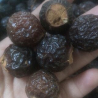 BỒ HÒN , QUẢ GIẶT BỒ HÒN