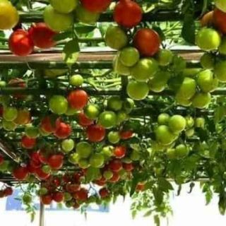 Hạt giống cà chua bạch tuộc F1